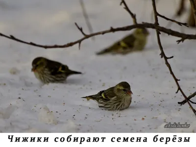 Фото птица Воробей две снега Животные