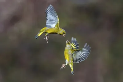 Фото Две птицы в полете, by Marco Redaelli