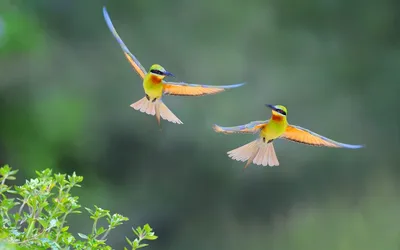 Две птицы в полете картинки фотографии