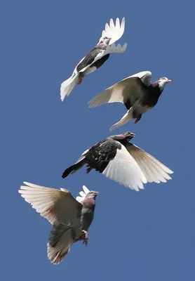 Две птицы сидят на птицеводителе Стоковое Изображение - изображение  насчитывающей группа, когти: 157480529