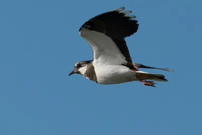 полет птицы PNG рисунок, картинки и пнг прозрачный для бесплатной загрузки  | Pngtree