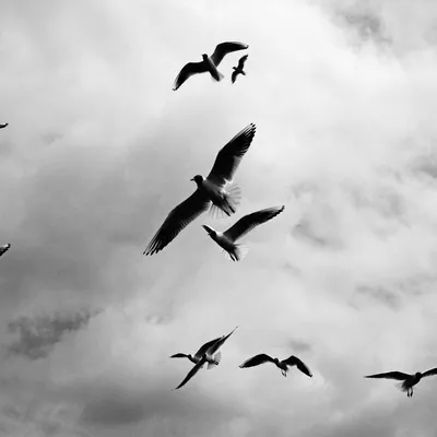 Птицы высокого полета: ayrat72 — LiveJournal - Page 2