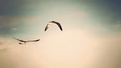 2 Морские птицы в полете стоковое изображение. изображение насчитывающей  поплавки - 197355937