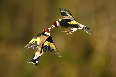 2 птицы воюя в полете стоковое фото. изображение насчитывающей на - 90084330