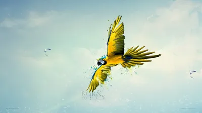 Две птицы в небе - 29 фото: смотреть онлайн