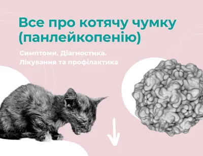 🐱Почему кошка может сидеть с высунутым языком: это норма или отклонение |  Нос, хвост, лапы | Дзен