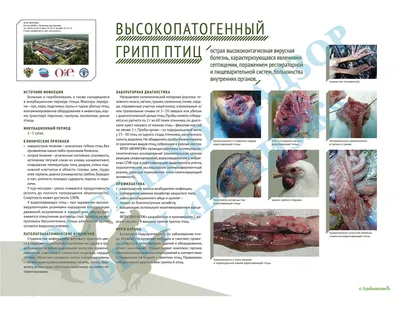 Утиные Головки Движущиеся Во Время Ходьбы — стоковые фотографии и другие  картинки В воде - В воде, Великобритания, Голова - iStock