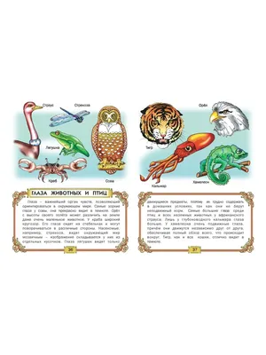 Книга FunTun Чудо-джунгли. Подвижные картинки купить по цене 479 ₽ в  интернет-магазине Детский мир