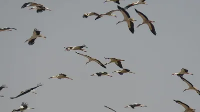 утка и утята движутся по траве Стоковое Изображение - изображение  насчитывающей птиц, вода: 254190889