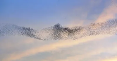 Что рисуют птицы в небе? | Александр Толмачёв отвечает на вопросы | Дзен