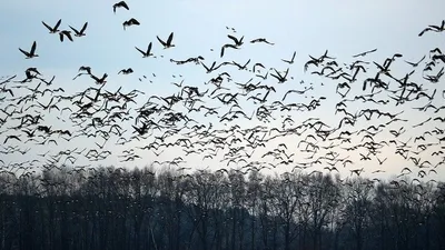 Мурмурация: почему стаи птиц до сих пор ставят ученых в тупик - Русская  семерка