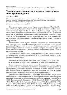 Жестокая традиция: сколько птиц погибло в Воронеже на Благовещение - KP.RU