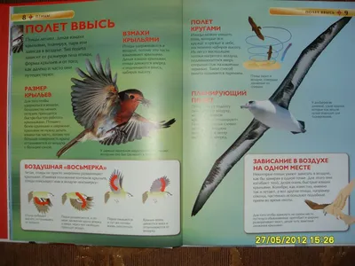 Четвертый очерк - отряд: Соколообразные Falconiformes