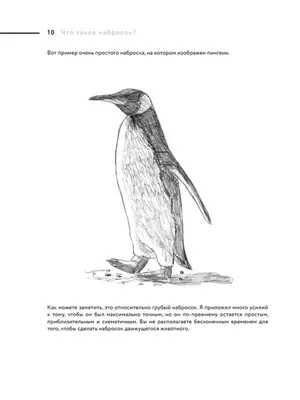 Как рисовать птиц (The Laws Guide to Drawing Birds) Джон Лоуз - «гениальная  книга по рисованию птичек (фото страниц и моих результатов)» | отзывы