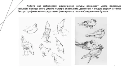 Как снизить смертность птиц от объектов электроэнергетики? – тема научной  статьи по биологическим наукам читайте бесплатно текст  научно-исследовательской работы в электронной библиотеке КиберЛенинка