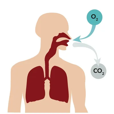 Дыхание, иконка дыхания Векторная иллюстрация, плоский дизайн Иллюстрация  штока - иллюстрации насчитывающей здоровье, анархиста: 161012639