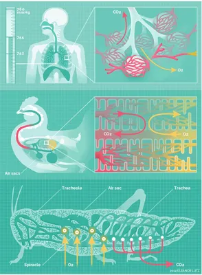 MedWeb - Дыхательная гимнастика: для здоровья и красоты