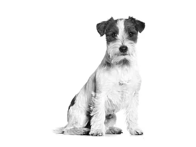 Фото с джек расселом в 2023 г | Джек рассел, Фотографии собак, Собачьи  портреты