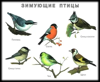Зимующие птицы Курской области. | ВКонтакте