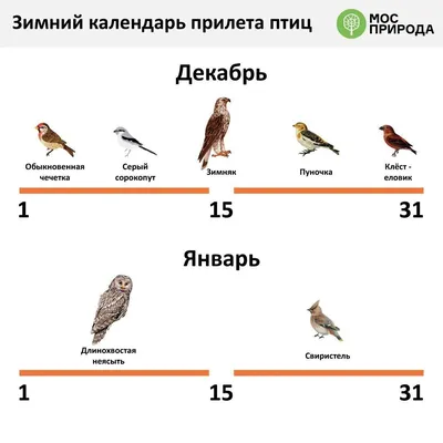 Конспект занятия «Зимующие птицы» в старшей группе детей с ТНР (9 фото).  Воспитателям детских садов, школьным учителям и педагогам - Маам.ру