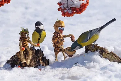 В Беларусь на зимовку: какие птицы прилетают к нам, чтобы переждать холода  - Відкритий ліс