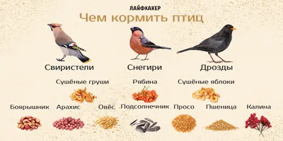 К Синичкиному дню: Музей природы рассказал о зимующих птицах Урала —  Свердловский областной краеведческий музей имени О.Е. Клера