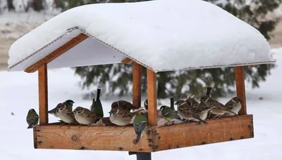 Сало вместо хлеба: Москвичам объяснили, чем лучше подкармливать птиц зимой