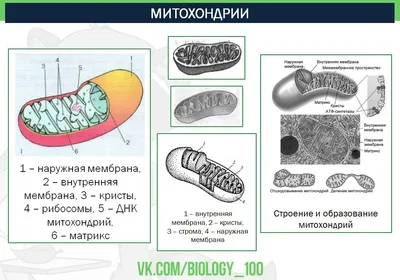 Бланки ответов ЕГЭ — Центр оценки качества образования