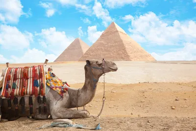 Великий Сфинкс И Пирамиды Гизы Египет — стоковые фотографии и другие  картинки Большой Сфинкс - Большой Сфинкс, Сфинкс, Египет - iStock