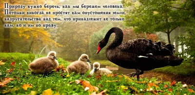 Дни экологического просвещения пройдут в прямом эфире - Новости Юргинского  района