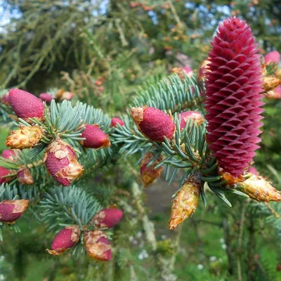 Семена Ель ликиангинская (Picea likiangensis) купить по низкой цене в  интернет-магазине - Интернет-магазин «СЕМЕНА ТУТ»