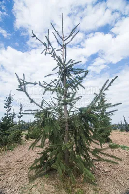 Ель искусственная Greentrees Россо Премиум 300-456 180 см голубая - купить  в Москве, цены на Мегамаркет