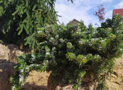 Изображение ели корейской в лунном свете