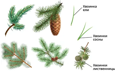 Скачать фото ели обыкновенной на рабочий стол