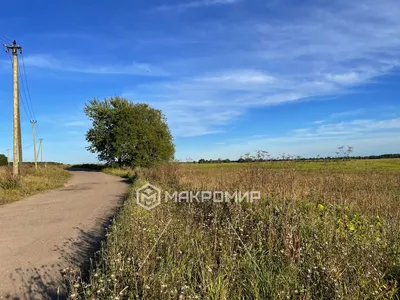 В Елизаветино Гатчинского района на стенах пятиэтажек появляются  \"клеточные\" портреты