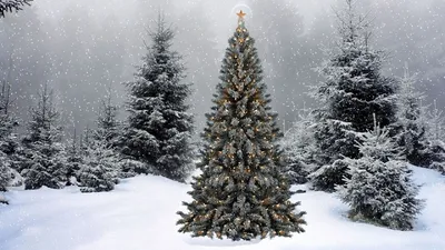 В Харькове установлена новогодняя елка - что ее украшает, реакция сети,  фото - Апостроф