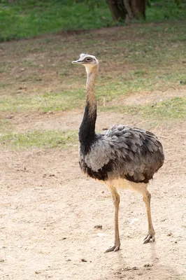 Австралийские Животные Dingo Emu Попугай Крокодил Koala Кенгуру Platypus,  Изолированных На Белом Фоне, Тень Соответствия Игры Для Детей Дошкольного  Возраста. Найдите Правильную Тень. Векторные Иллюстрации Клипарты, SVG,  векторы, и Набор Иллюстраций Без