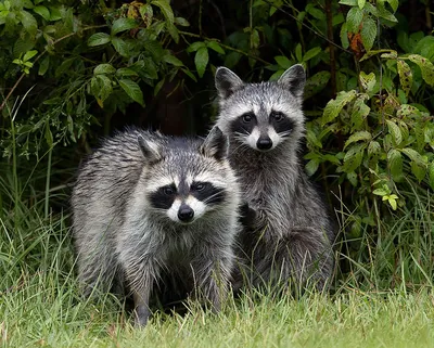 Raccoon Family - Енот- полоскун. Photographer Etkind Elizabeth
