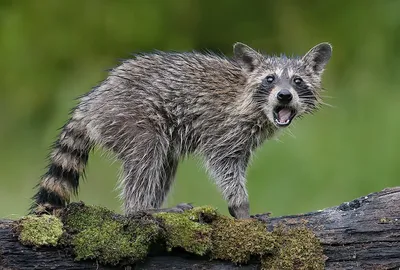 Young Wet Raccoon. Енот-полоскун. Photographer Etkind Elizabeth