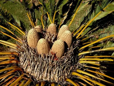 Фото Энцефаляртоса: красивое изображение экзотического растения