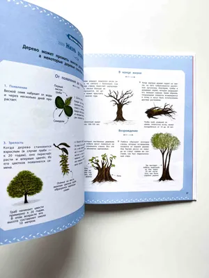 Посадка деревьев и кустарников осенью: какие можно сажать, правила и сроки  | ivd.ru