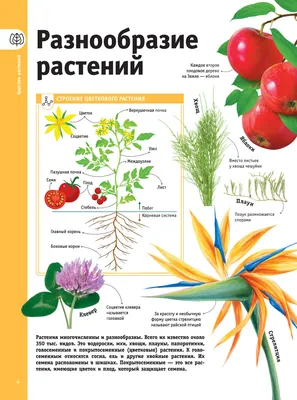 Книга Деревья. Жизнеутверждающее путешествие по лесам, садам и паркам •  Джонсон Х. – купить книгу по низкой цене, читать отзывы в Book24.ru •  Эксмо-АСТ • ISBN 978-5-389-14158-2, p5917389