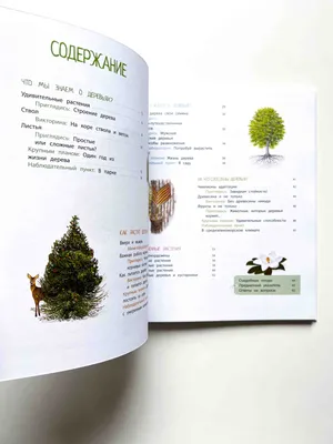 Энциклопедия Деревья – купить в интернет-магазине OZON по низкой цене