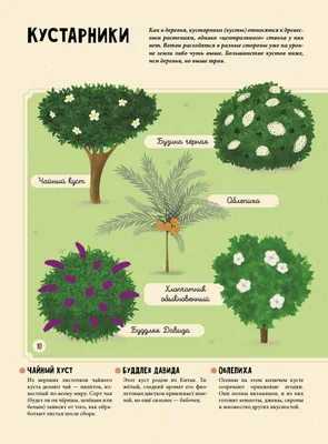 Растения. Энциклопедия для юных читателей в картинках (Тереза Немцова) -  купить книгу с доставкой в интернет-магазине «Читай-город». ISBN:  978-5-17-147989-3