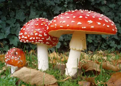 Список грибов, запрещенных к сбору с 12.10.2023( с фото) | Мария Бро | Дзен
