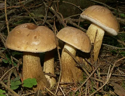 Белые, подберезовики и опята: какие грибы растут в лесах Балашихи - Обзоры  - РИАМО в Балашихе
