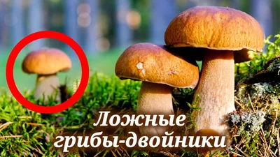 Краснокнижные грибы: что нужно знать грибникам в 2021 году - Обзоры - РИАМО  в Балашихе
