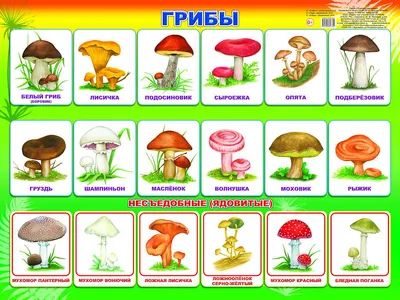 Дубовик обыкновенный (Boletus luridus) | Садовые грибы, Дикие грибы, Грибы