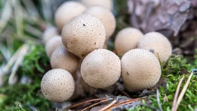 Вячеслав Степанов: Грибы Калужской области - Мухомор пантерный (Amanita  pantherina)