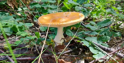 Дождевик: описание гриба, где растет, виды, съедобность, фото в лесу
